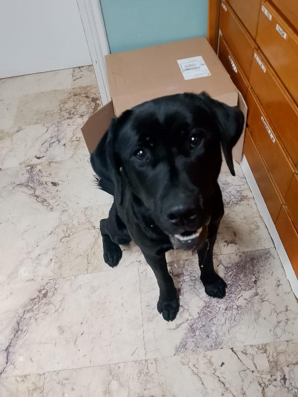 ✨ BRANDO, IL CUCCIOLO CHE HA SCELTO LA SUA SALVEZZA ✨ Foto 3